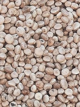 Nemis porno aktrisalar